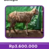 BBQ-042-BG
