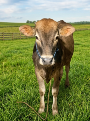 Sapi
